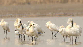 万羽归津！天津迎来候鸟迁徙高峰
