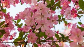 垂丝海棠迎来盛花期 “赏花经济”激活春日新消费