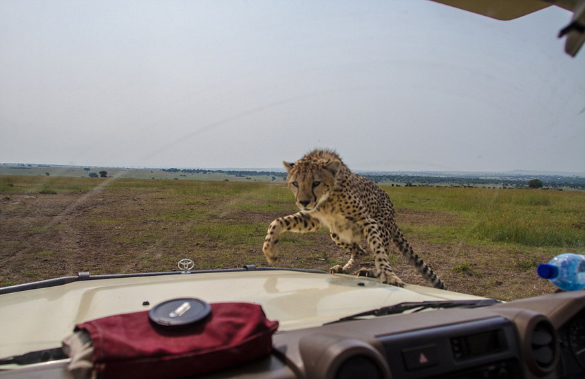 非洲小猎豹跳上车前盖温情抚摸游客