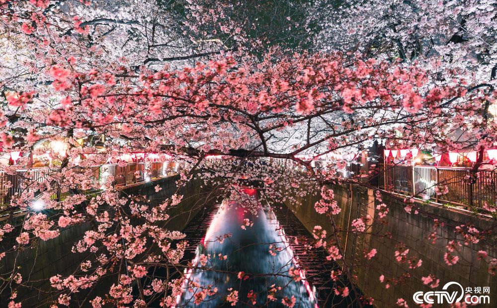 东京目黑川迎来夜晚樱花祭