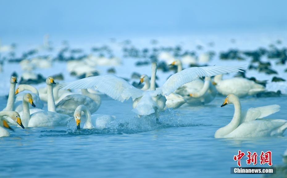 新疆玛纳斯国家湿地公园：天鹅翩翩起舞