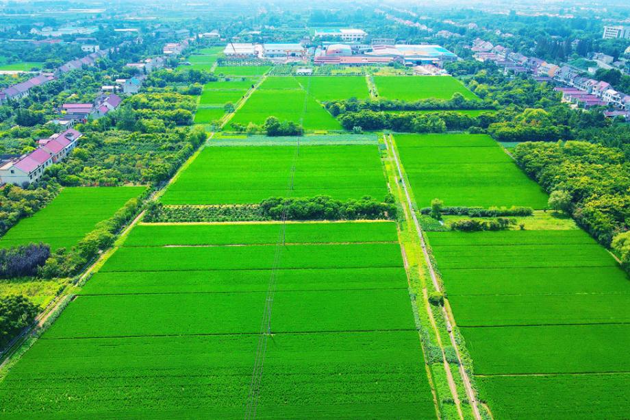 江苏南通:航拍乡村田野 绿意盎然