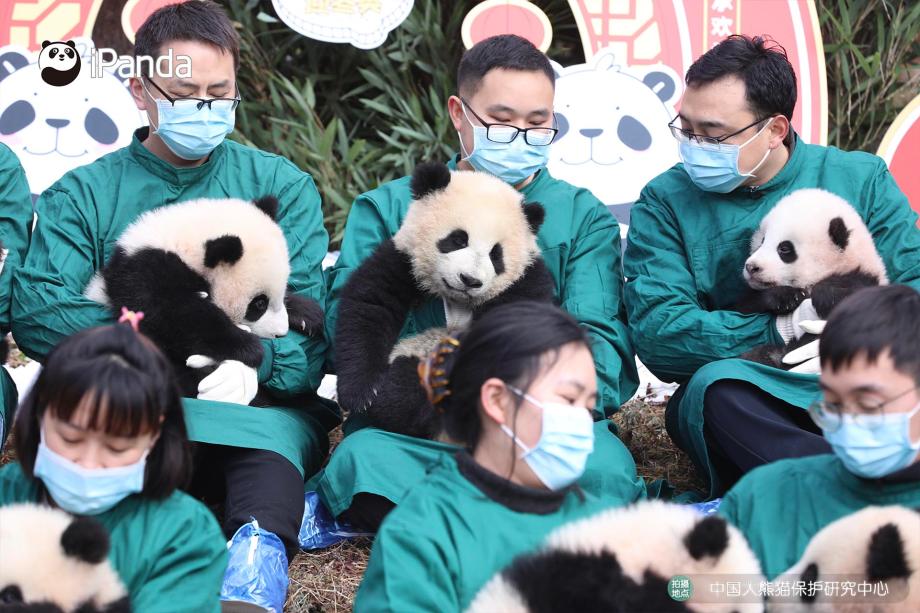 四川人的年终奖竟然发大熊猫