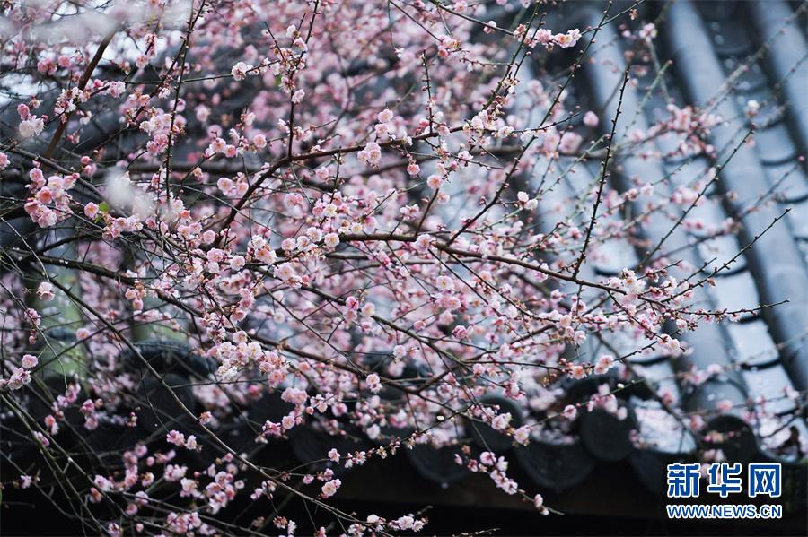 元宵佳节良辰 梅 景 新闻 央视网 Cctv Com