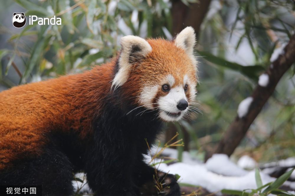 小熊猫 小熊猫-长江文明馆