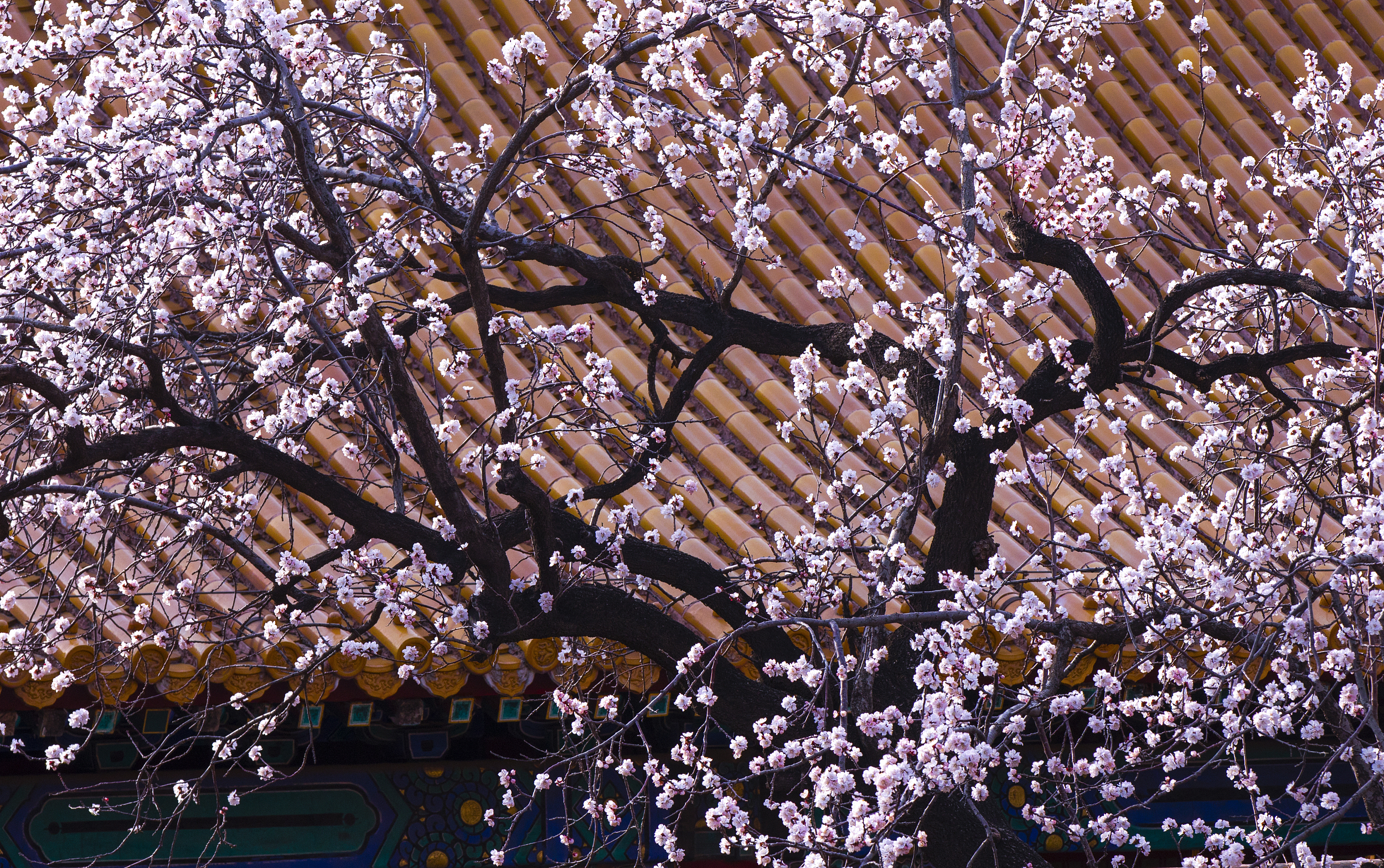 优享资讯 花开紫禁城