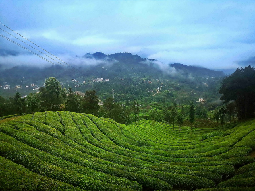 宜昌市夷陵区邓村是中国名茶之乡,也是中国三大红茶之一"宜红"的