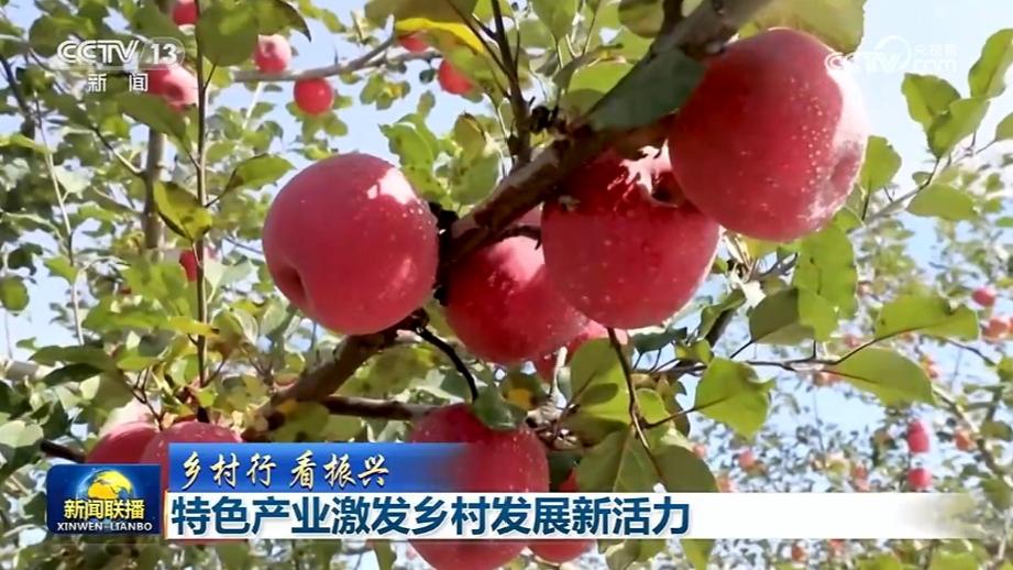 【乡村行 看振兴】特色产业激发乡村发展新活力