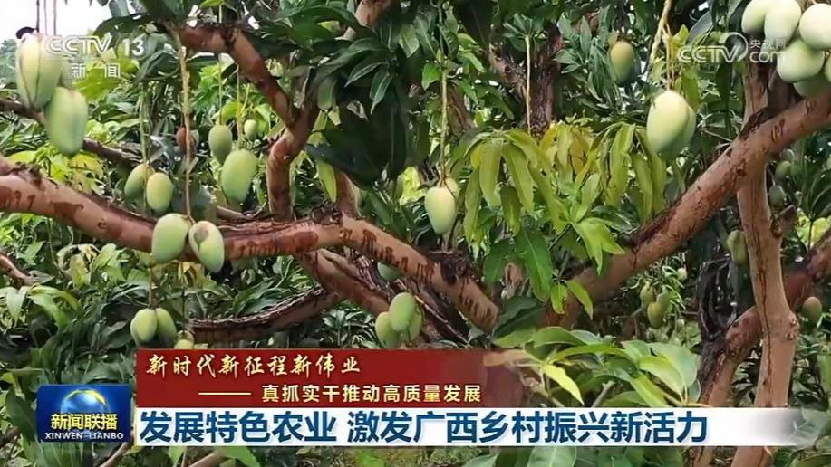 【新时代新征程新伟业——真抓实干推动高质量发展】发展特色农业 激发广西乡村振兴新活力