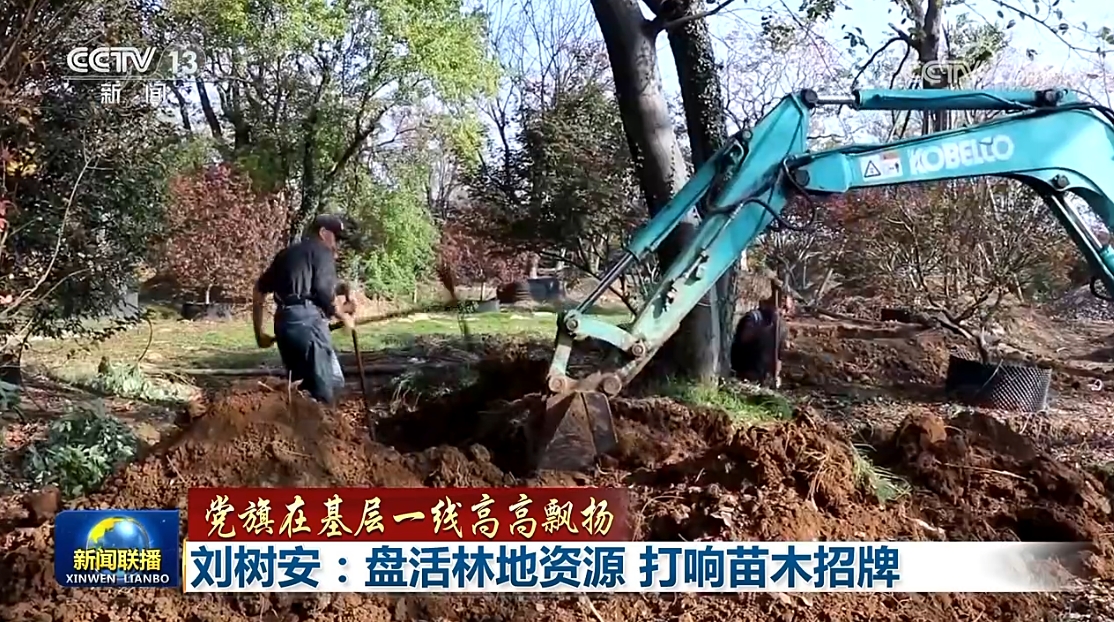 【党旗在基层一线高高飘扬】刘树安：盘活林地资源 打响苗木招牌