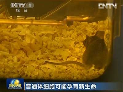 普通体细胞可能孕育新生命：我国干细胞技术取得重大突破