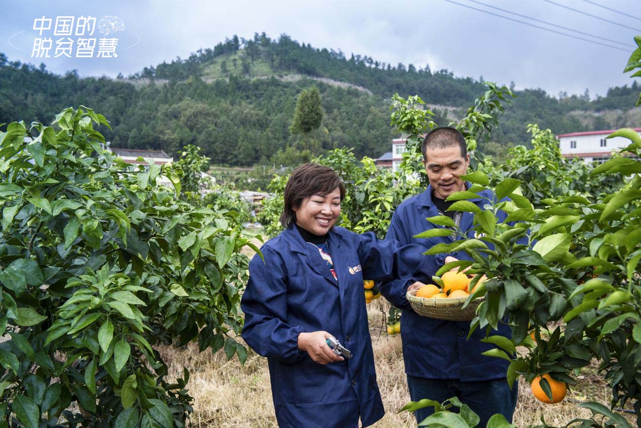 唐武琼(左一)在果园采摘柑橘(受访者供图)
