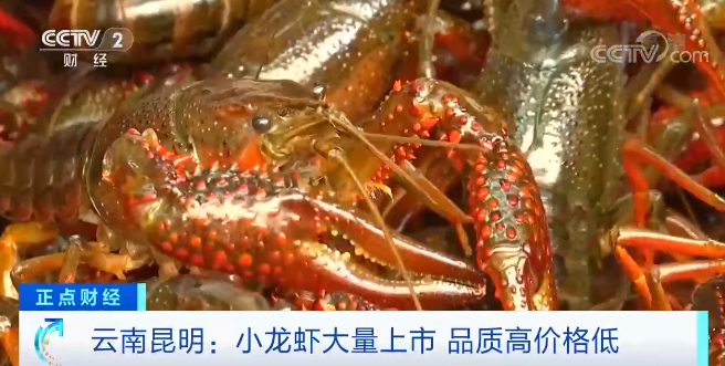 云南昆明小龙虾集中上市，品质高价格低