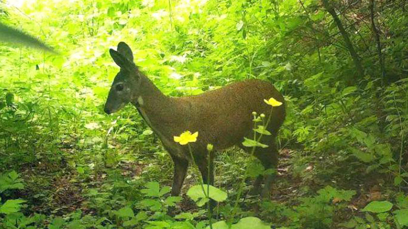 湖南莽山发现国家一级保护动物林麝