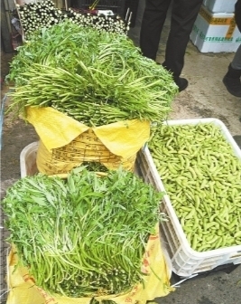 藜蒿大量上市品质好。      记者潘璐 通讯员周小平 摄