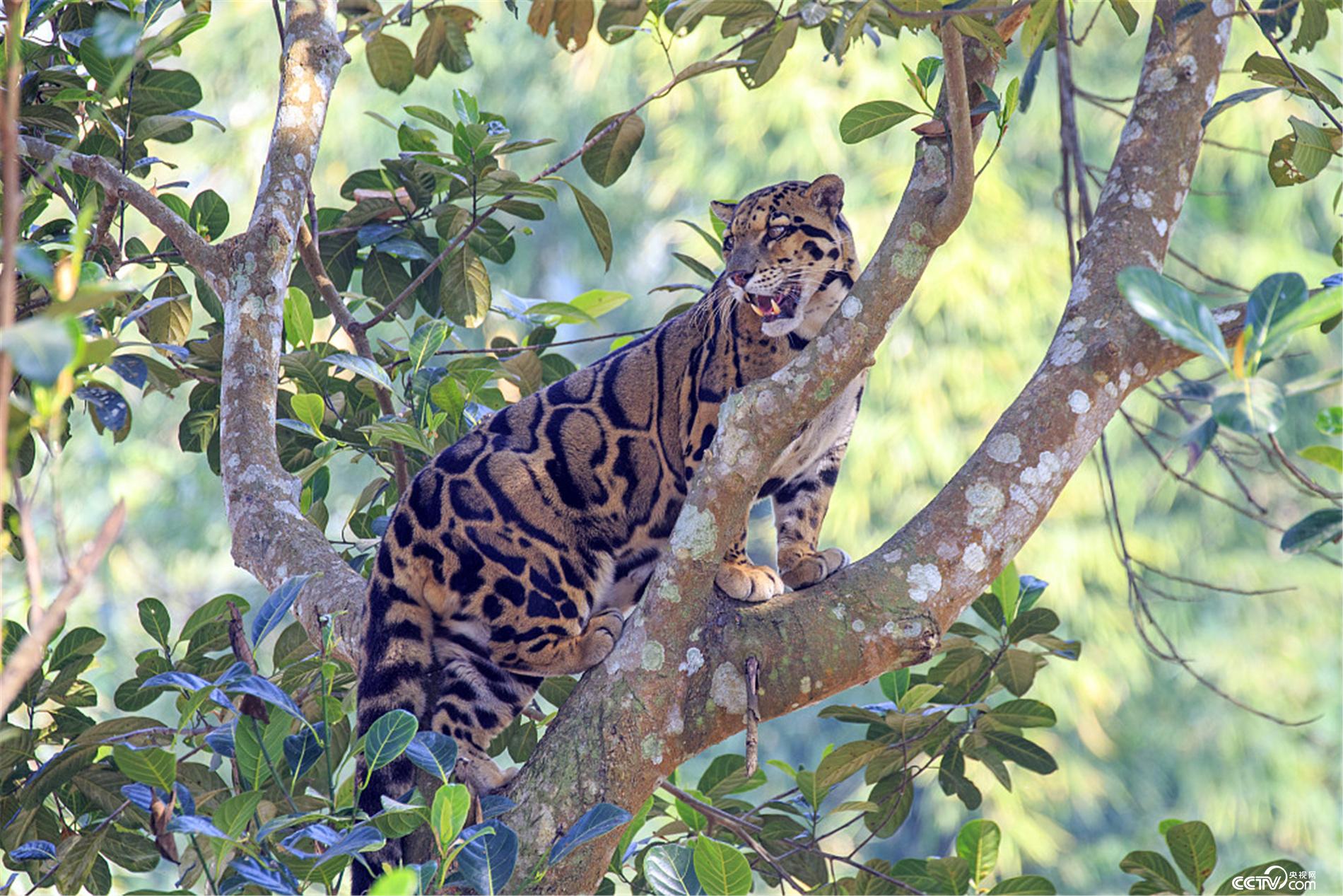6,树栖动物 云豹