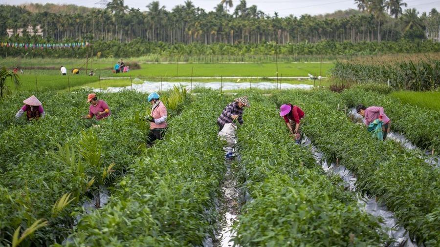 Farmers harvest chili peppers in Jiaji Town of Qio<em></em>nghai City, south China’s Hainan Province, Feb. 10, 2022. (Photo by Meng Zhongde/Xinhua)