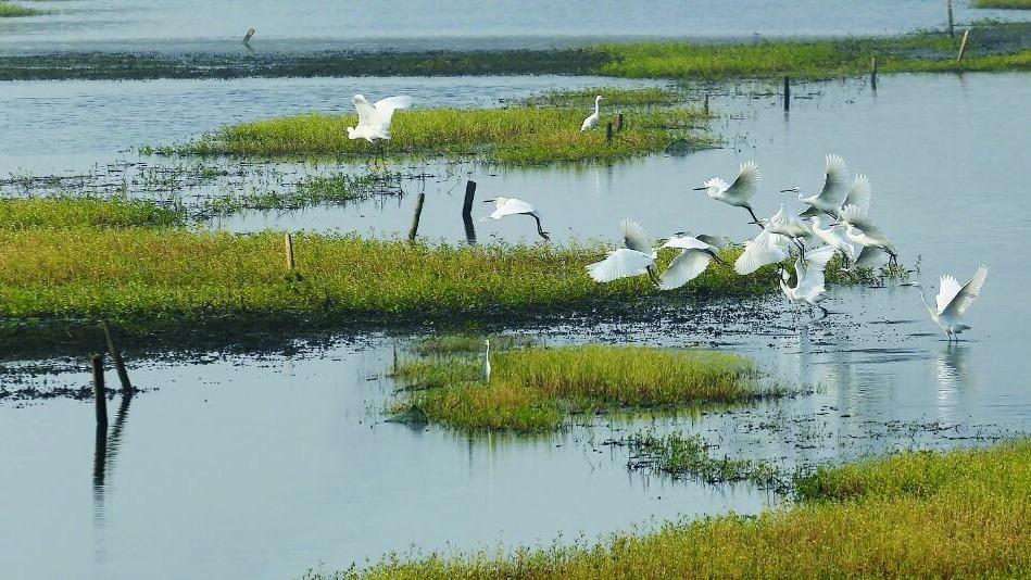 Rare species thrive in China through enhanced biodiversity conservation ...