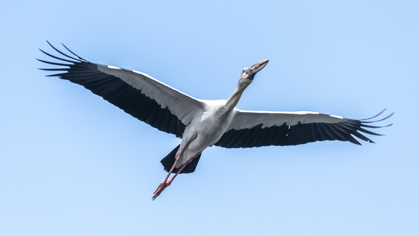 山东东营东方白鹳