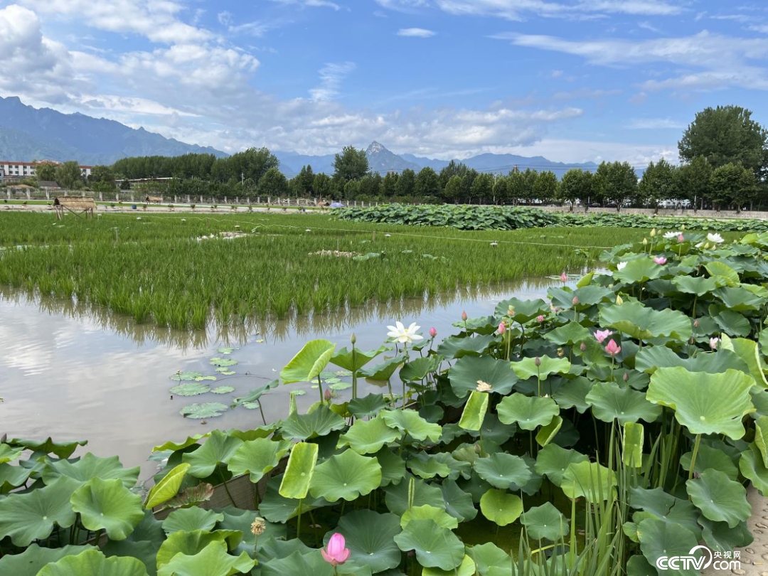 小秧苗正撬动大产业秦岭山下稻田里办起了农事体验节