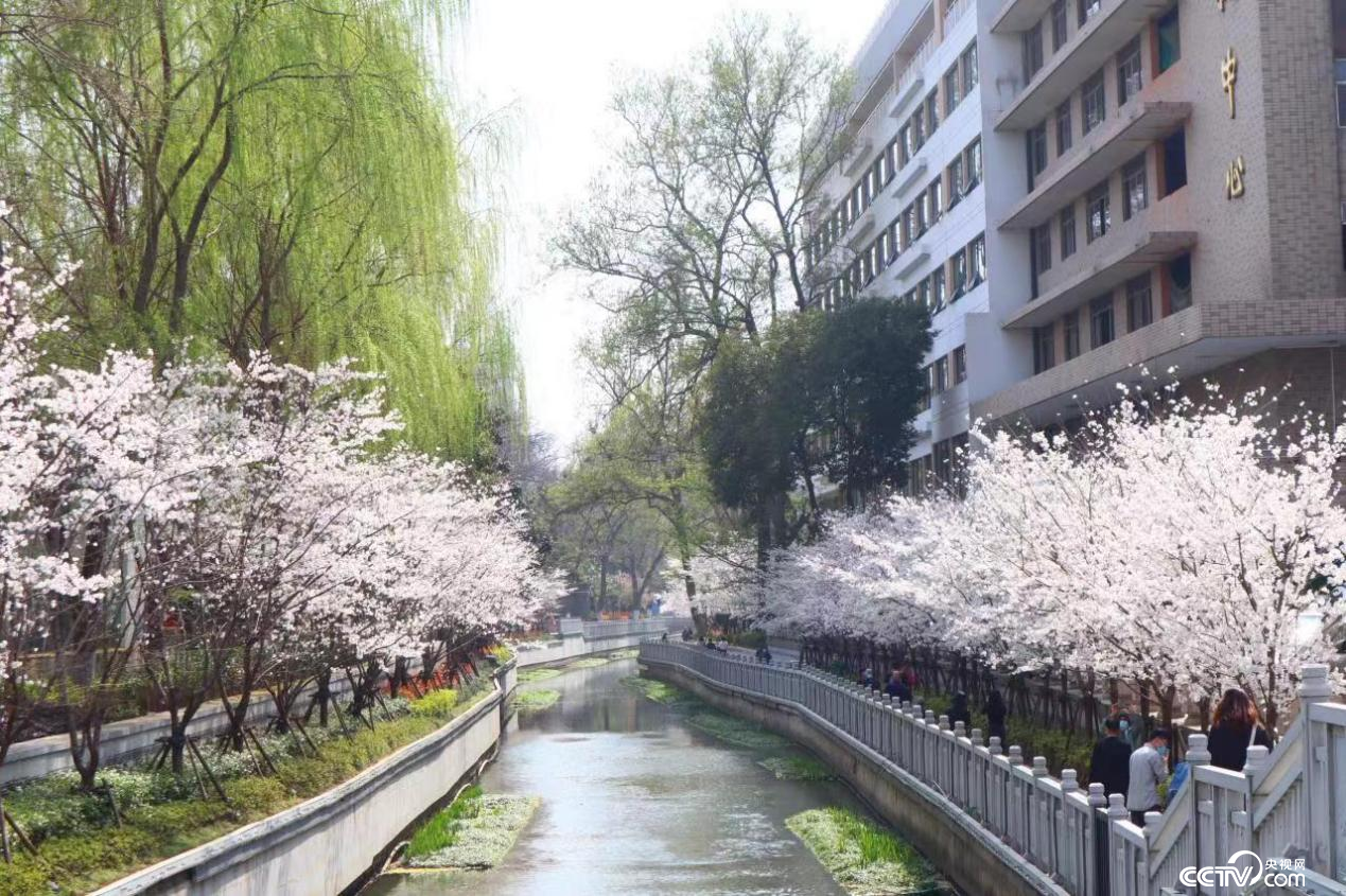 珍珠河两侧樱花盛放（南京市玄武区融媒体中心供图）