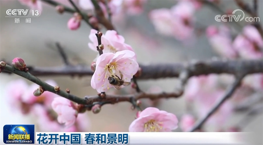 花开中国 春和景明