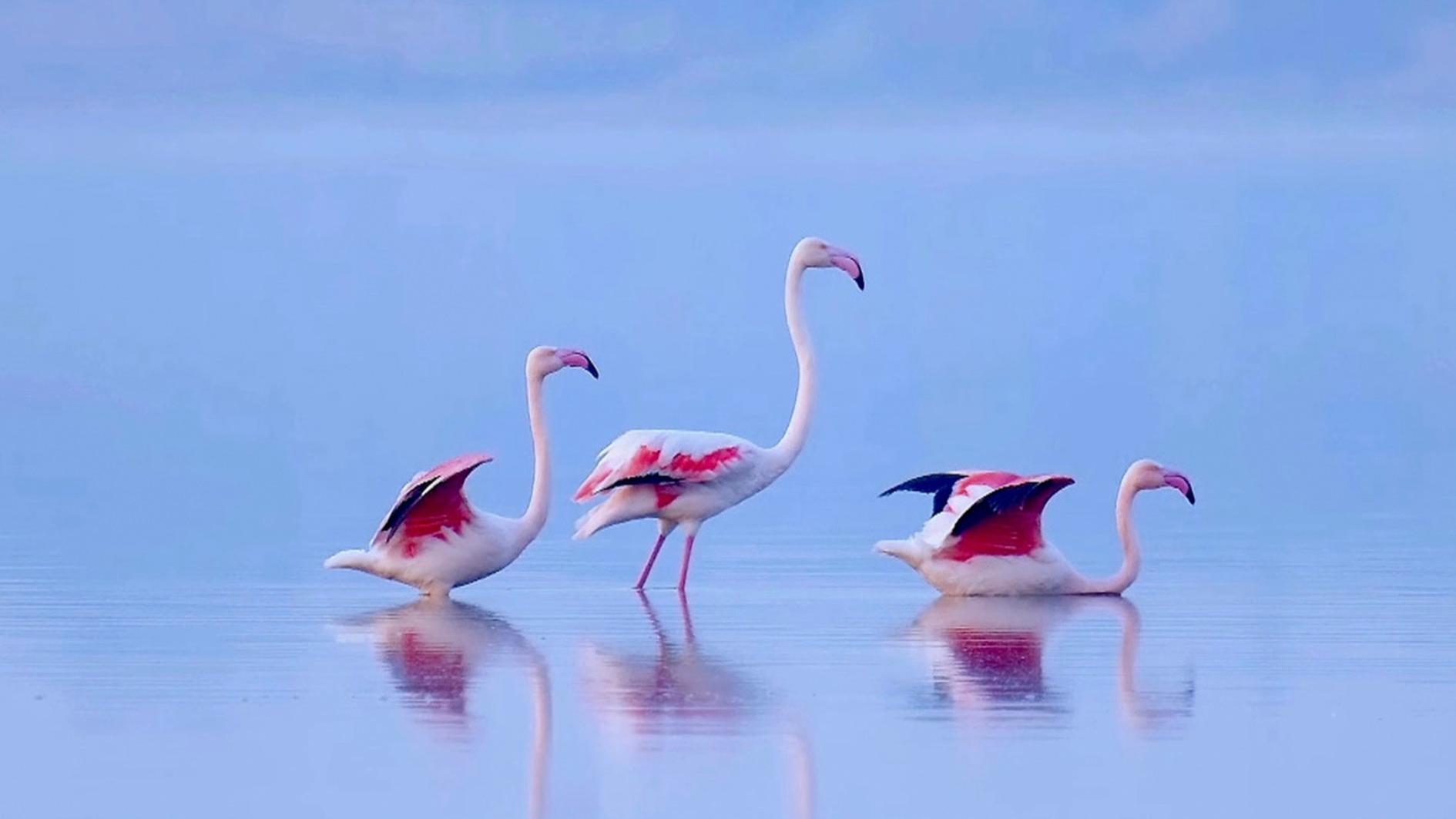 Wild flamingos return to N China salt lake