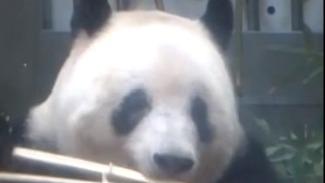 Japan-born giant panda Xiang Xiang returns to China