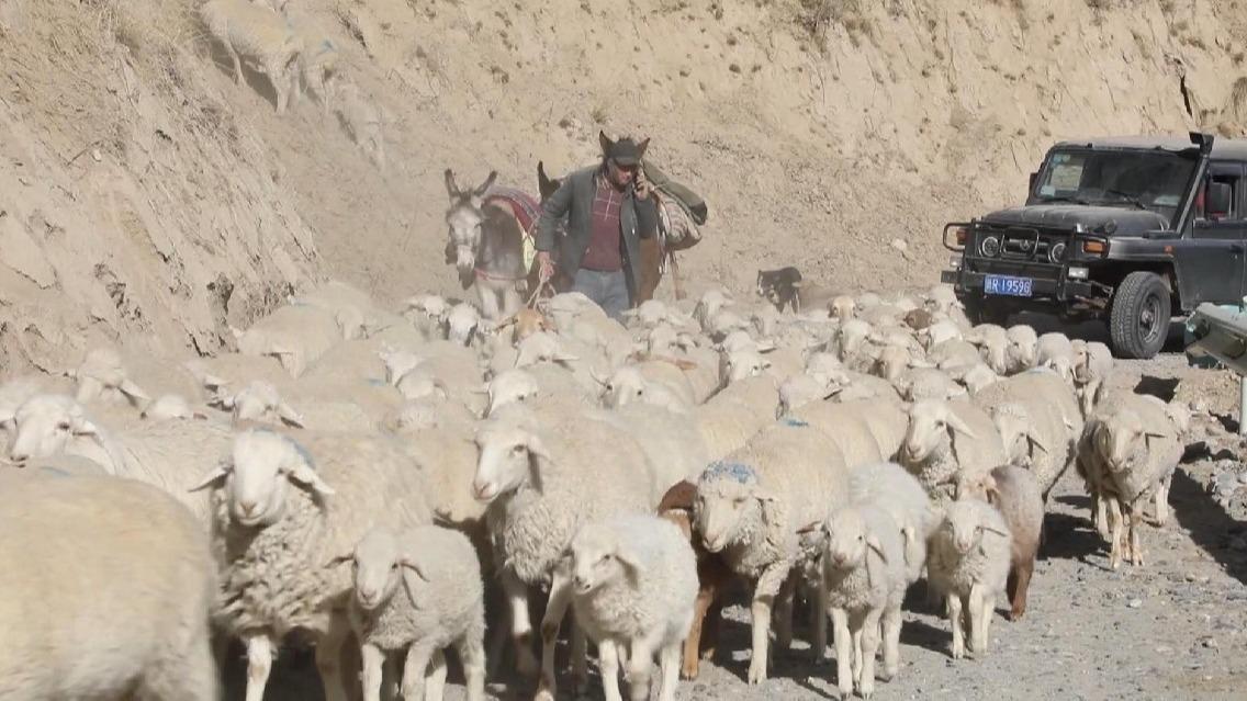 Xinjiang herdsmen transfer livestock to spring pastures as temperature rises