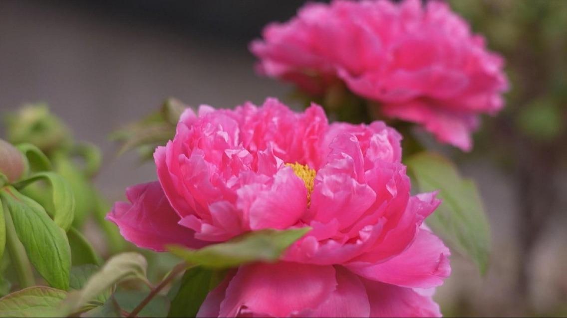Peonies in full bloom attracting tourists in E China