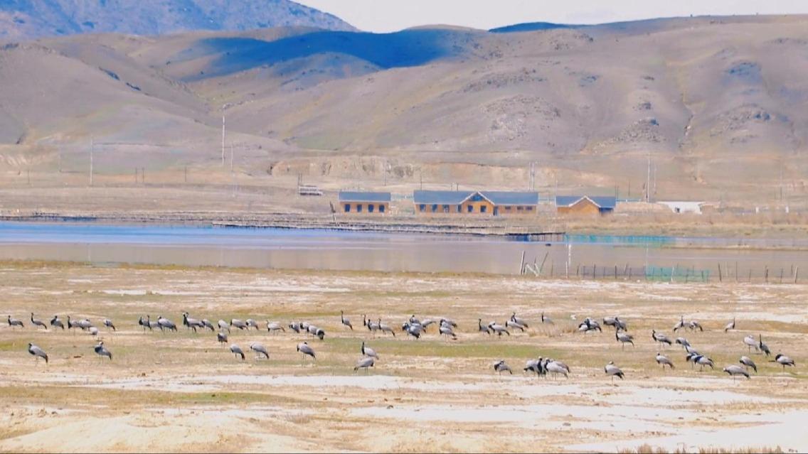 Nearly 10,000 common cranes stop over in Xinjiang during migration