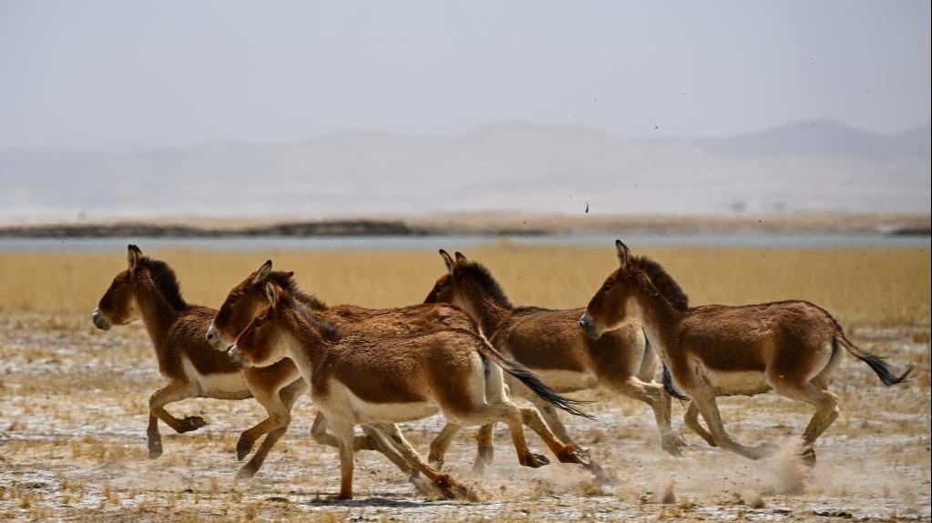 Wild animals seen at Altun Mountains National Nature Reserve in Xinjiang