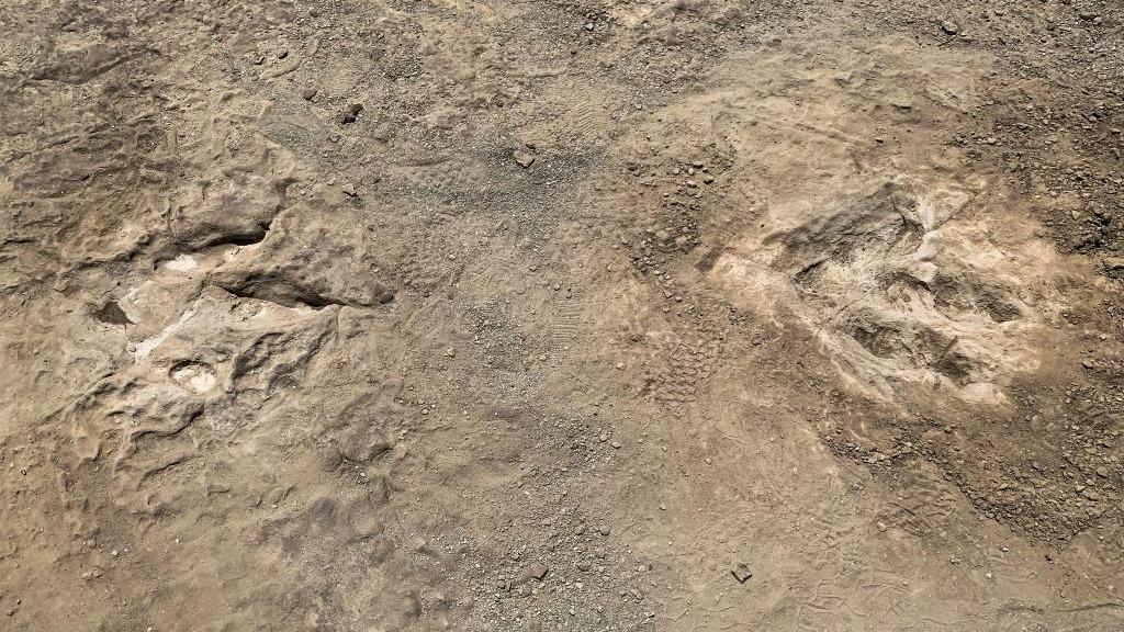 Fossilized dinosaur footprints found in north China