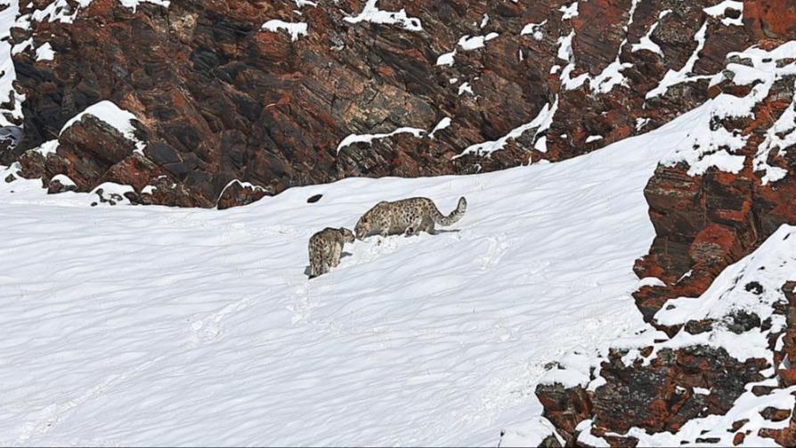 Over 100 snow leopards estimated in Mt. Qomolangma reserve