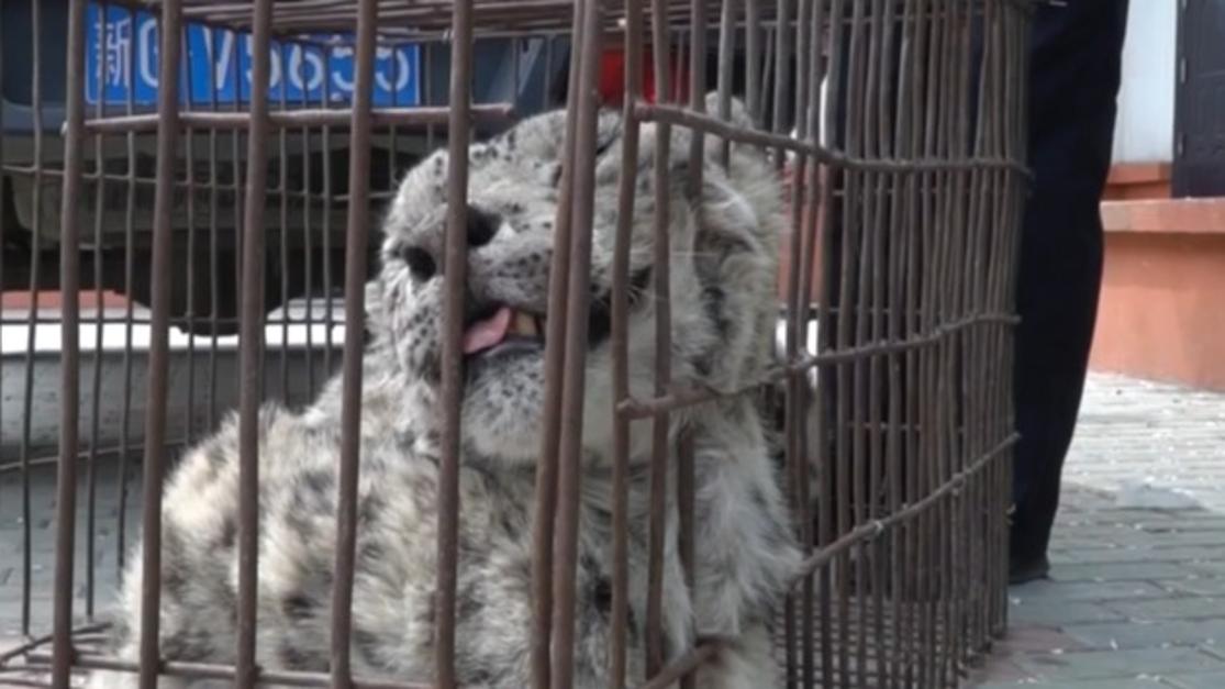 Injured snow leopard saved in NW China's Xinjiang
