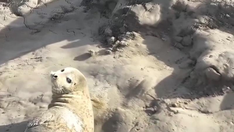 Harbor seals spotted taking sunbath in NE China
