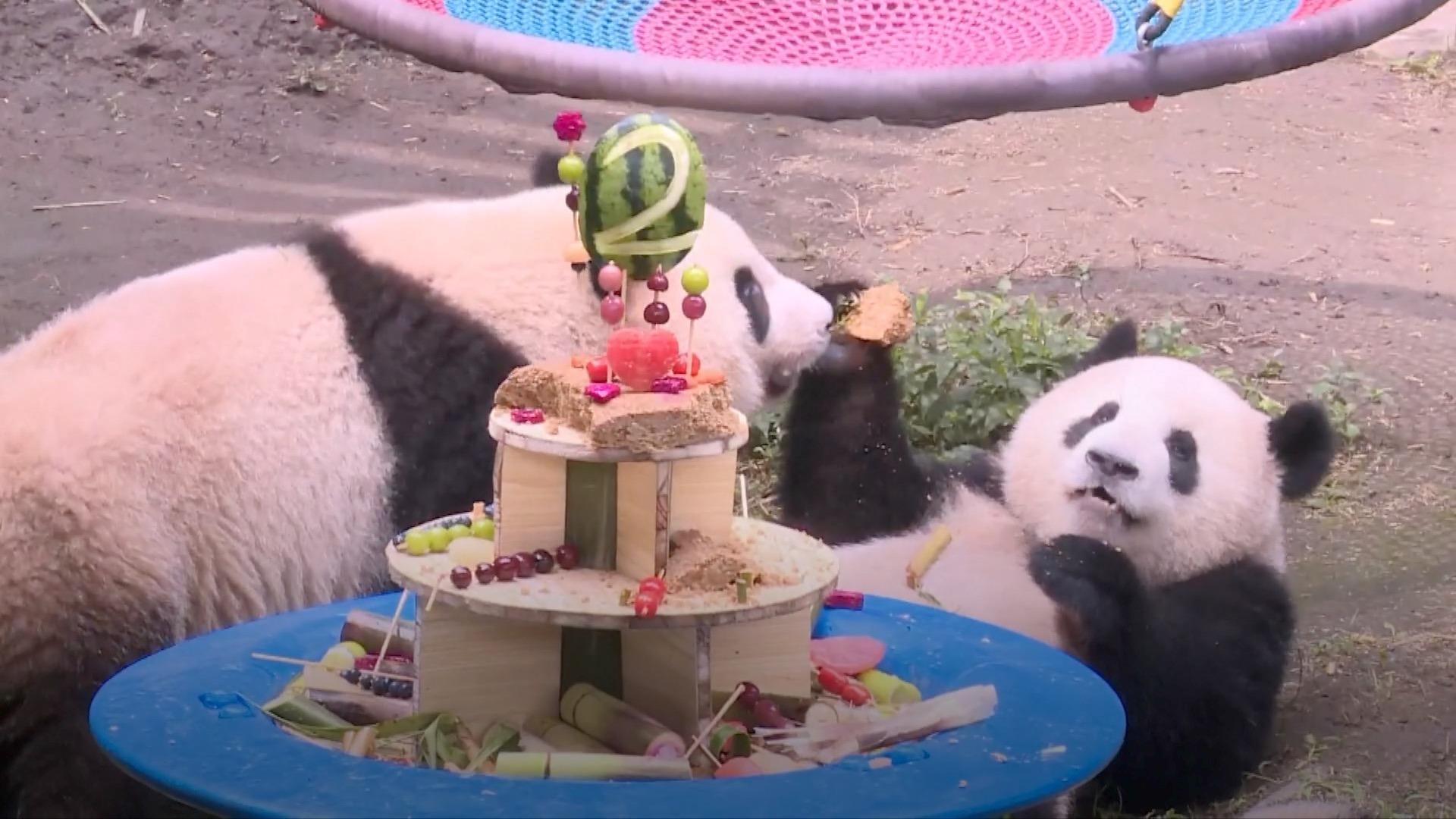 Celebrity panda twins in SW China's Chongqing zoo celebrate 2nd birthday