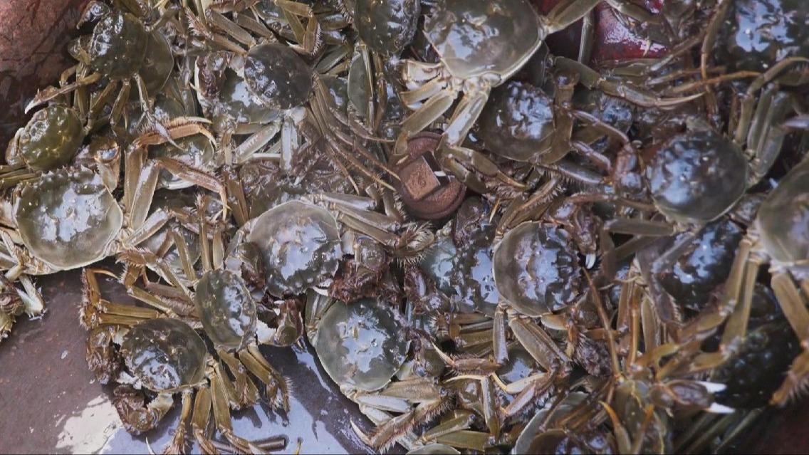 Farmers harvesting crabs in Bosten Lake in Xinjiang