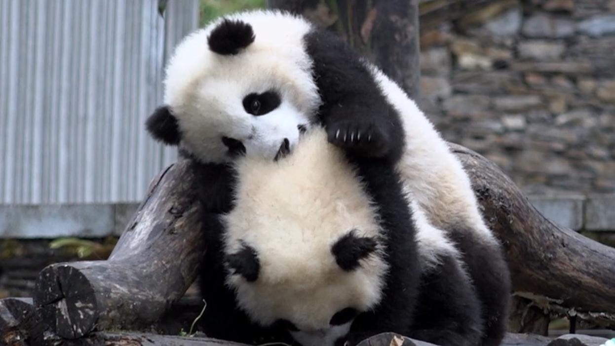Naughty giant panda twins seen nibbling on, climbing over one another