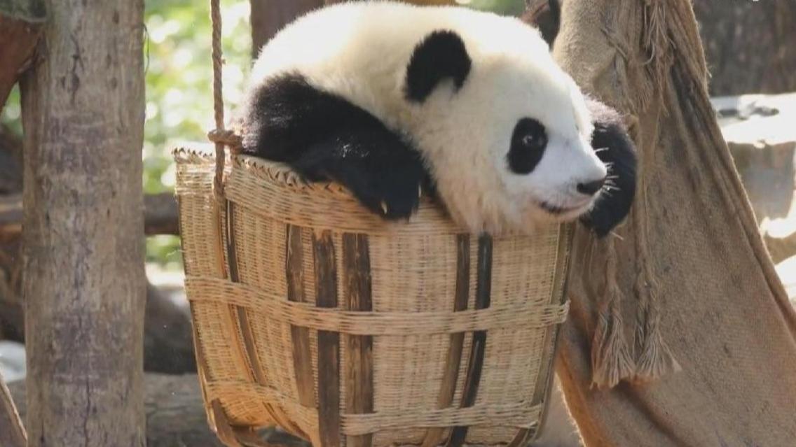 Clever panda finds out multiuse of bamboo basket