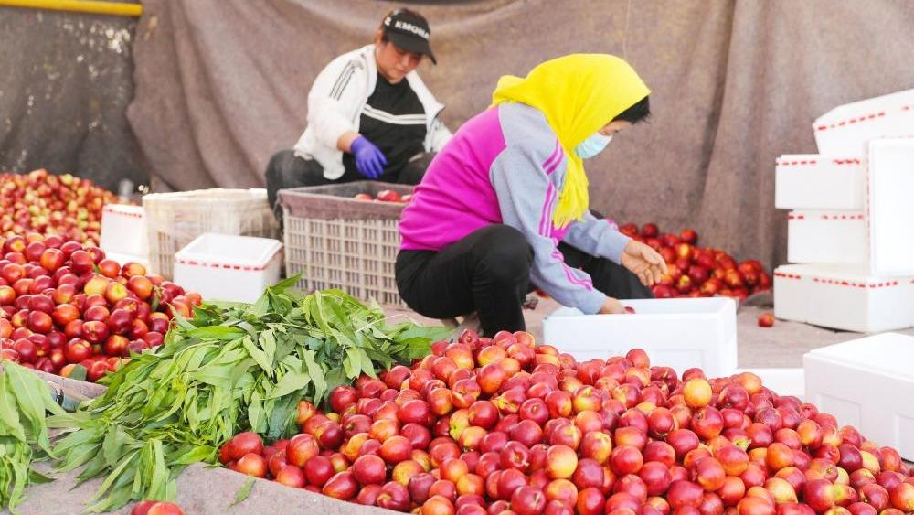 Nectarines harvest in E China's Shandong