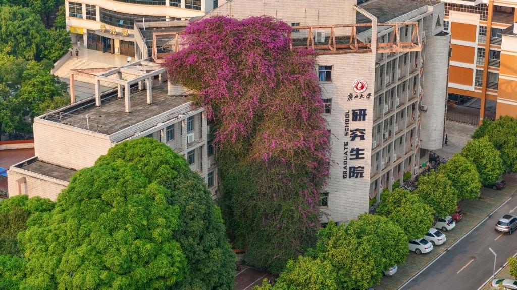 Spectacular 30-meter 'bougainvillea waterfall' cascades from seven-story building in China's Nanning