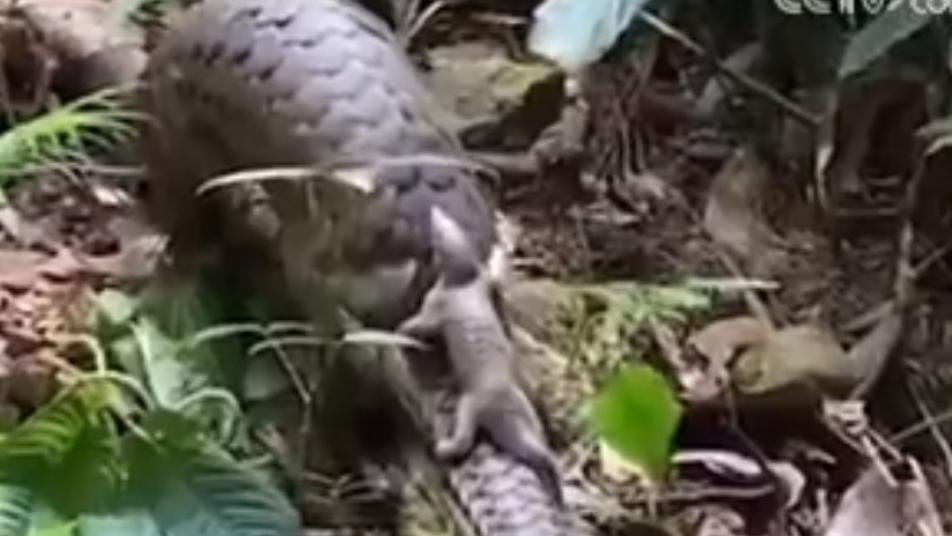 Mother pangolin spotted carrying baby