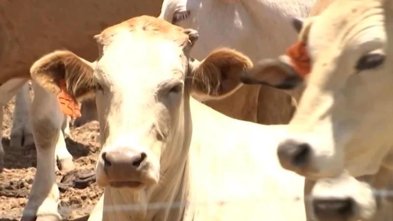 Foot, mouth disease outbreaks in S. Africa threaten beef export