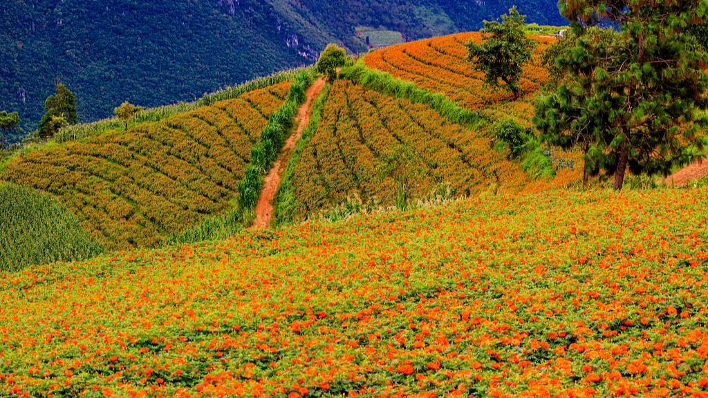 Sea of orange marigolds in full bloom