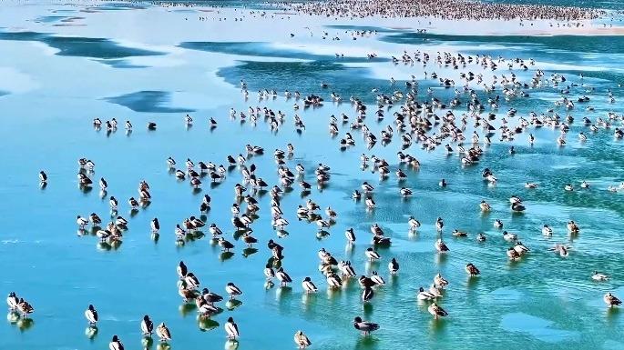 冰湖万鸟齐聚 萨拉乌苏湿地邂逅冬日精灵
