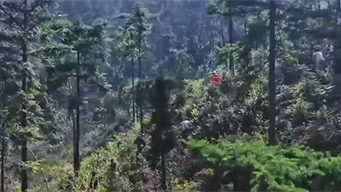 我国森林面积达36.14亿亩 覆盖率提升至25.09%