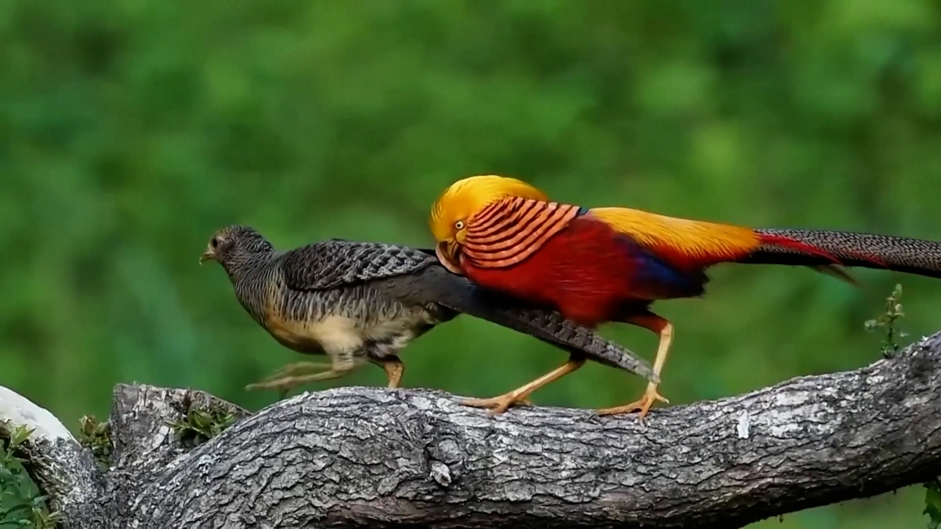 Rare golden pheasant puts on romantic courtship display in Hubei
