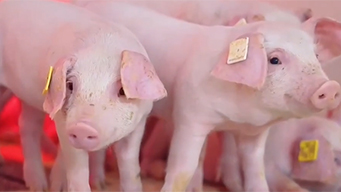 强化产能综合调控 生猪供求关系逐步改善价格企稳