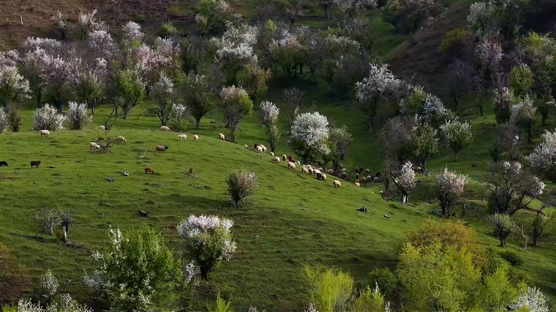 Spring blossoms paint Xinjiang's Ili Valley with stunning colors